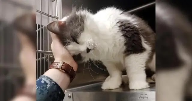 10-year-old Shelter Cat Reaches Out to Woman for Love, She Can’t Leave Him There…