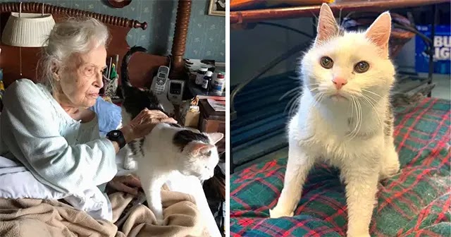 “Match Made in Heaven”: This Family Adopted The Oldest Cat In A Shelter For A 101-Year-Old Woman Looking For An Elderly Companion