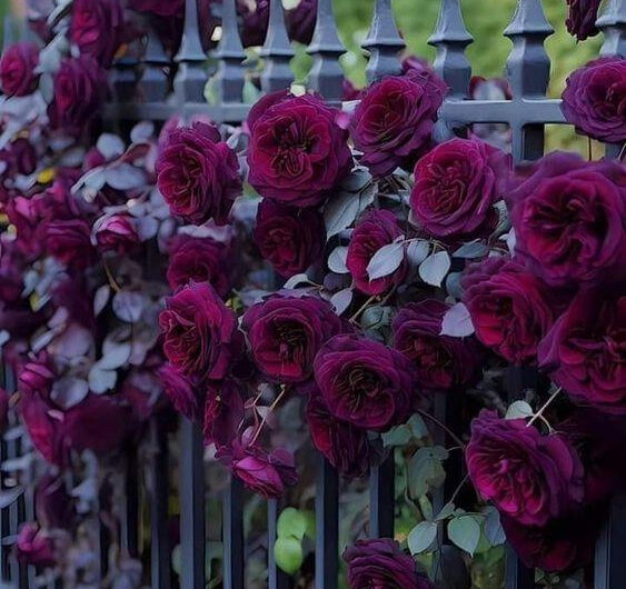 Rose Garden After Dark – Unveılıng the Enchantıng Secrets of ıts Romantıc Fence