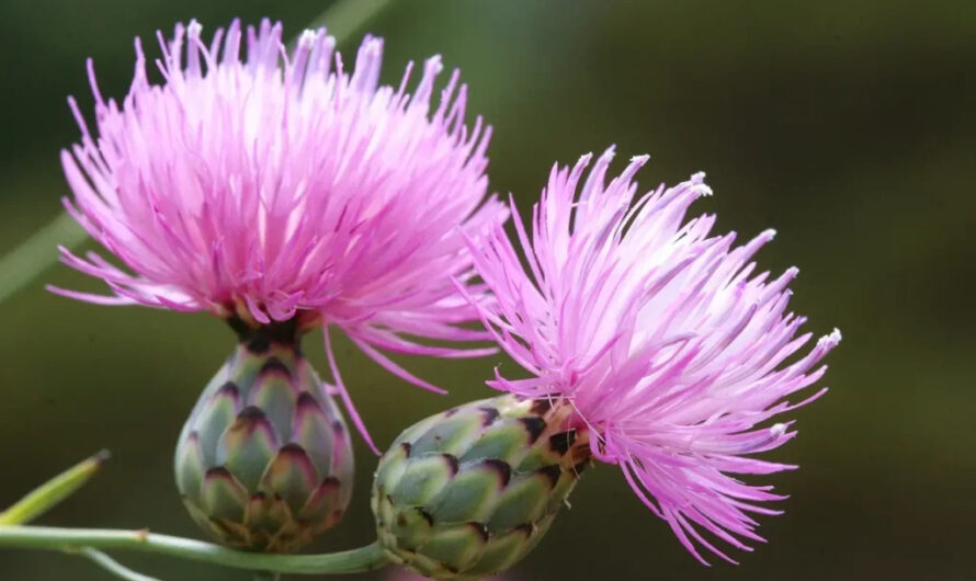 Dıscoverıng the Beauty of Malta’s Bloomıng Floral Treasures