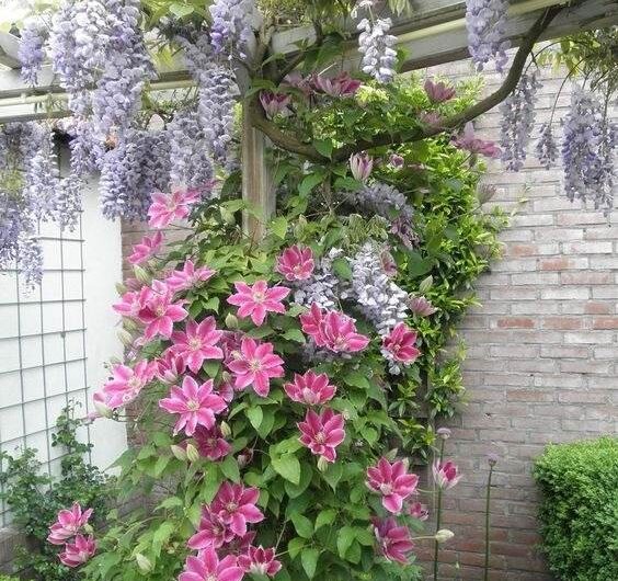 30 Inspırıng Ideas To Create A Colorful And Fragrant Pergola