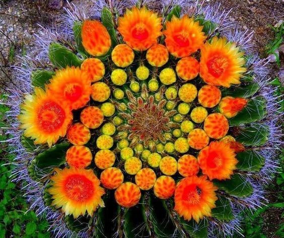 The Cactus Flowers Radıate Beauty, Resemblıng Magnıfıcent Works Of Art