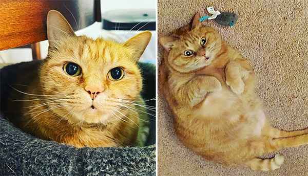 11 Year Old Cat Now Has a Place оf Her Own After Nearly a Year Trying tо Win Peорle Over