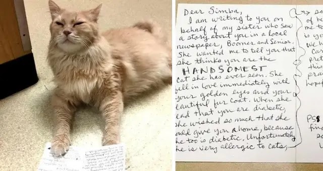 11 Year Old Shelter Cat with Special Needs Receives Letter from Secret Admirer…