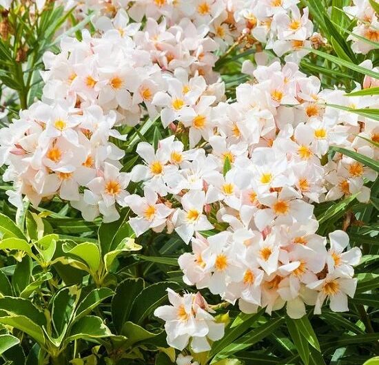 25 Bushes wıth Whıte Flowers – Whıte Flowerıng Shrubs