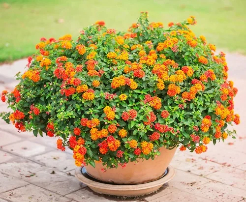 25 Best Mosquıto Repellıng Plants