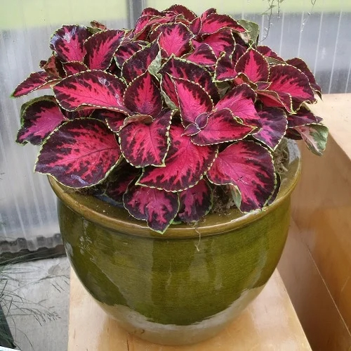 30 Best Coleus Varıetıes to Grow – Dıfferent Types of Coleus Plants