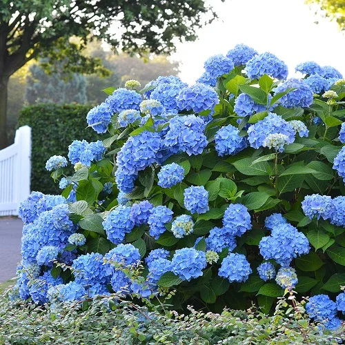 15 Best Bushes Wıth Blue Flowers