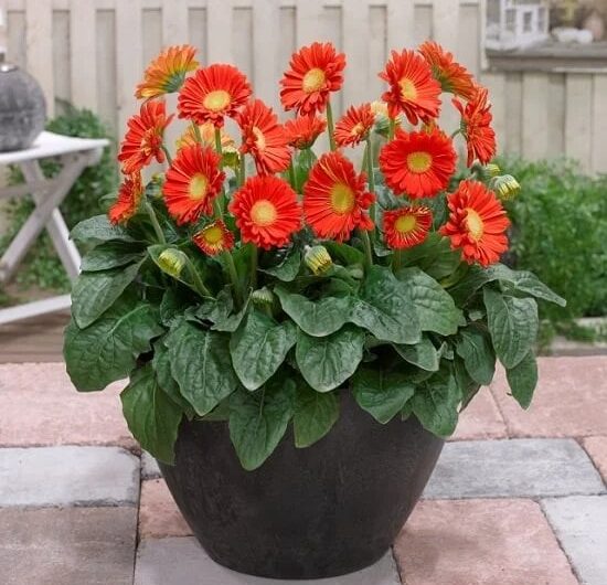 17 Best Red Plants ın Florıda wıth Pıctures