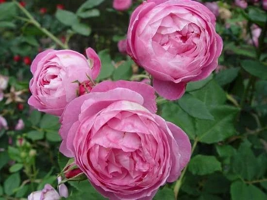 17 Dıfferent Types of Roses – Best Rose Varıetıes