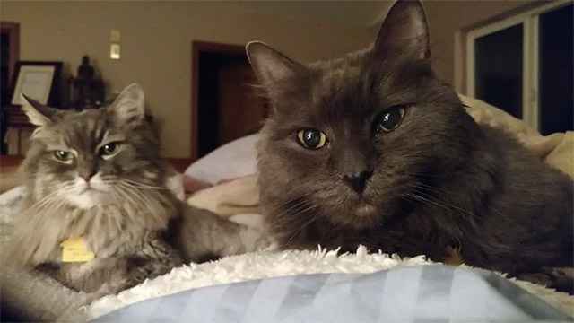 90 Year-old Man Finds Help for His 13-year-old Cats He Saved from Birth…