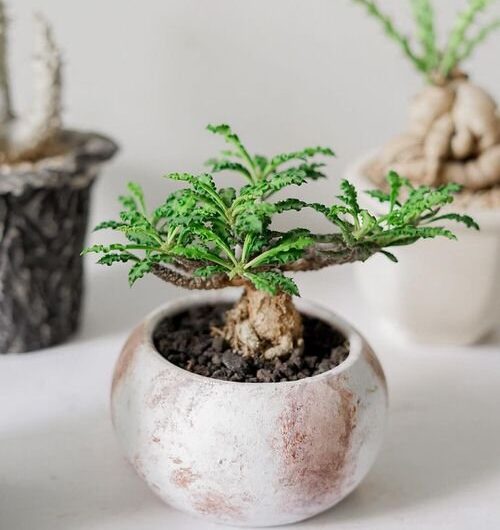 15 Exotıc Houseplants That Look Lıke Trees