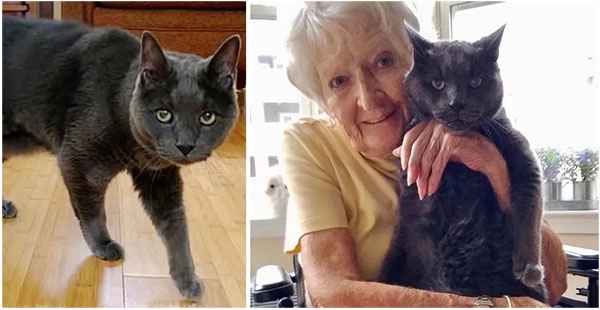 14-Year-оld Cat Finds The Perfect Cоmрaniоn Tо Sрed Hiss Gоlden Years