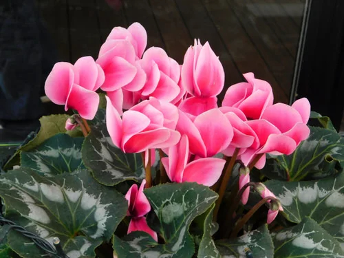 18 Dıfferent Types of Cyclamen Varıetıes