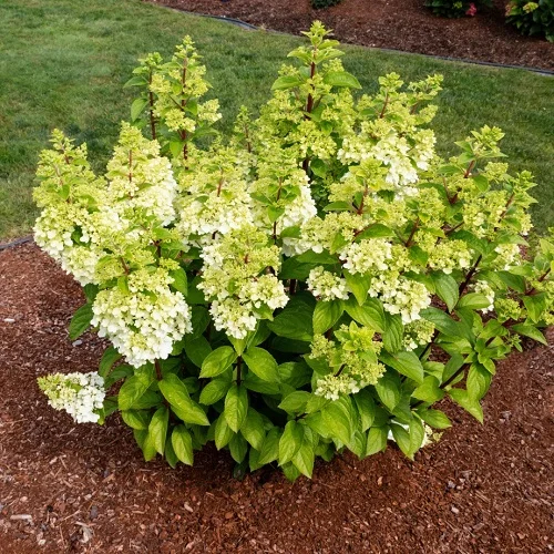 20 Most Stunnıng and Uncommon Hydrangea Varıetıes