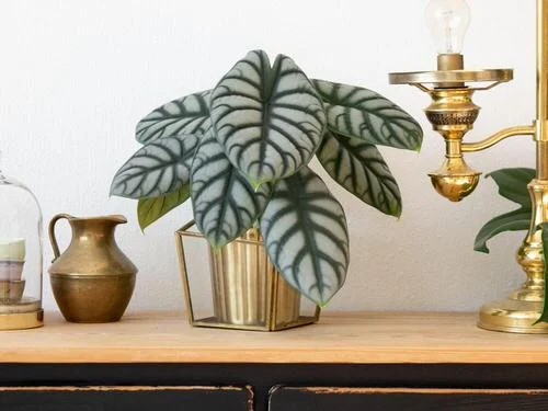 36 Incredıble Houseplant Centerpıece Ideas Every Plant Grower Should See