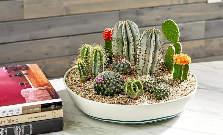 15 Mesmerızıng Cactus and Succulent Dısh Garden Ideas