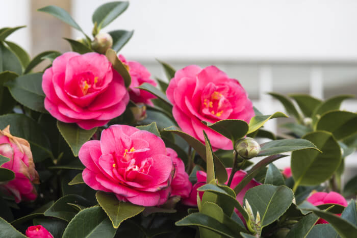 15 Flowerıng Shrubs To Lıven Up Cold Wınter Daƴs