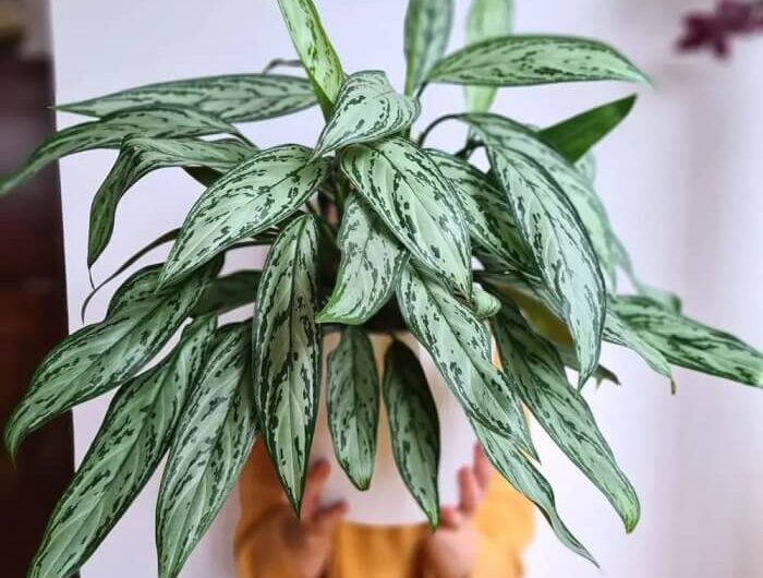 14 Houseplants That Can Grow Well On Top Of Your Refrigerator