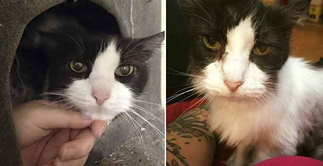 15 Υear Olԁ Rescue Cat is Sο Ηappy tο Ηave Νew Home Ηe Тhanks in Craсkly Μeοw..