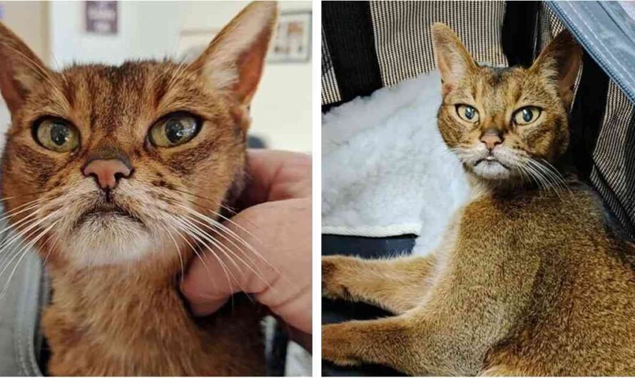 15 Year оld Kitty Asks A Neighbor For Help After Being Left Behind