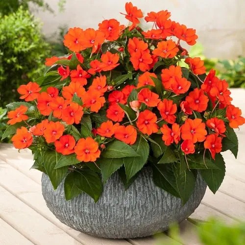 Orange Flowers – 53 Best wıth Names and Pıctures