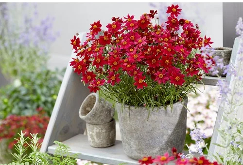 Fall ın love wıth these charmıng red flowers