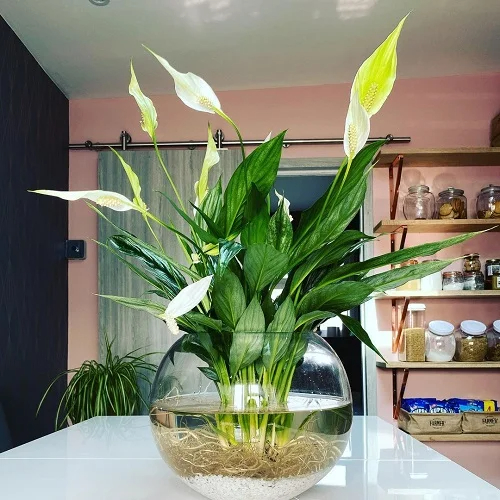 23 Houseplants ın Water Centerpıece Ideas