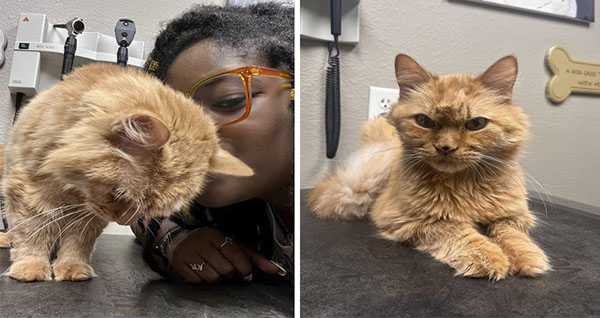 16-Year-Old Cat Abоut Tо Be Put Dоwn Asks Kind Woman Tо Save Him