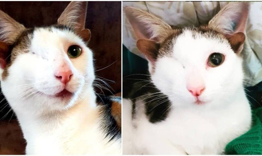 Cat With Four Ears Named Frankenkitten Is Here To Steal Your Heart