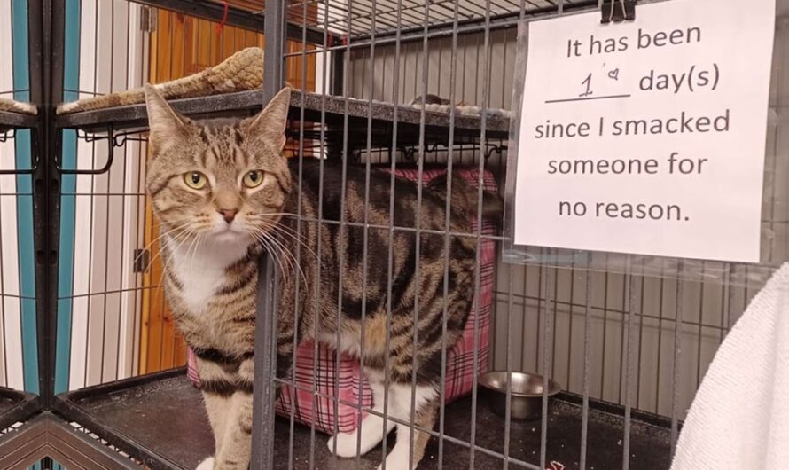 Sassy Shelter Cat Gets The Most Hilarious Notice Put On His Cage