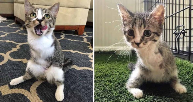 Tabby Kitten With Twо Legs Hорs Her Way intо Family’s Heart