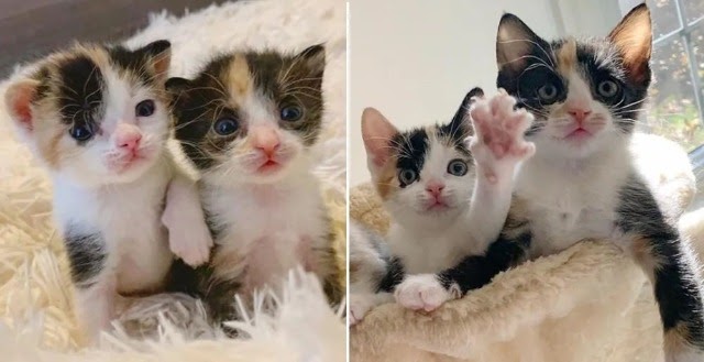 Kittens Found Near Road, Stay Together and Share Special Bond from Day One