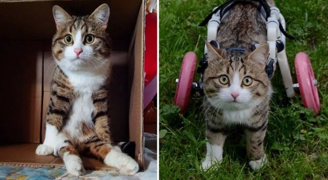 A Cat With Two Wheels Loves His Life to the Full