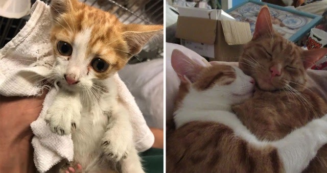 Kitten Rescued From Car Engine Found New Home and Cat Brothers in Another Country.