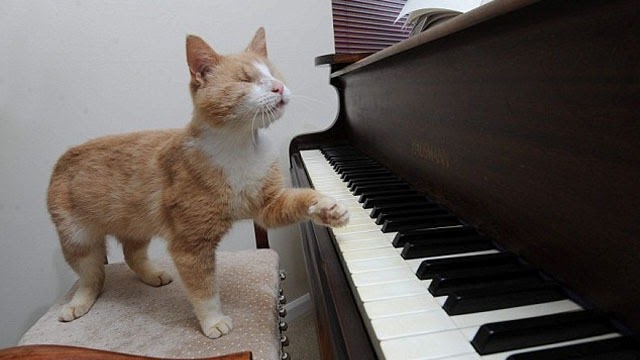 Meet Stevie Wonder The Blind Piano-playing Cat Who Loves To Entertain Himself By Tinkling The (Ebony And) Ivories