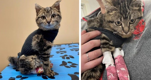 This Kitty Suffered Severe Burns, But Her New Owner’s Love Brought Her Back To Health