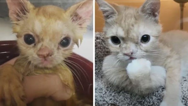 A Smushed-Faced Kitten Finds The Perfect Family