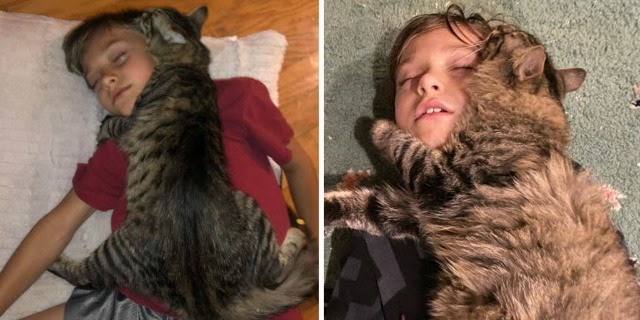 Cat Always Sleeps While Hugging His Favorite Human