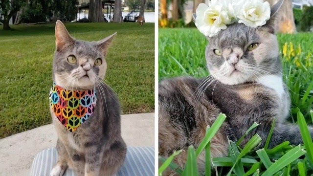 Cat Who Was At R.isk Of Being Put Down For Not Being ‘Pretty’