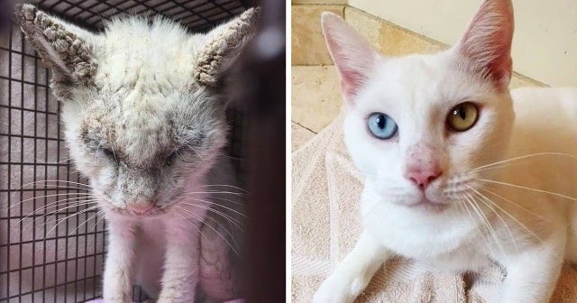 Cat “Blinded” By Mange Is Rescued; Amazes Everyone With His Unique Eyes!