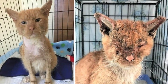 Stray Ginger Cat Has Mange So Bad He Can’t See; Now Look What A Little Love Has Done For Him!