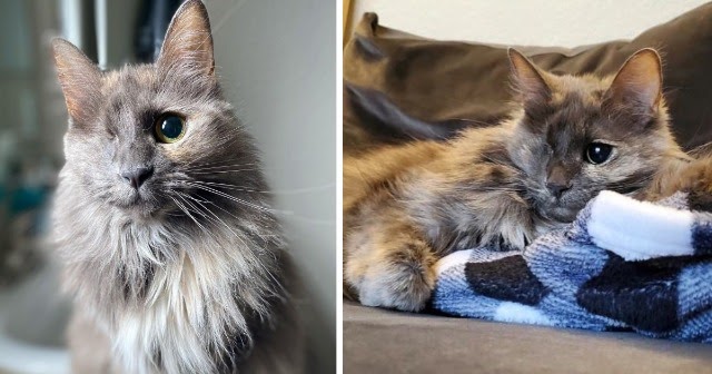 Miss Ivy Is A Fairytale Princess Raised To Queen Cat Thanks To Magic Of Adoption