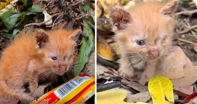 Cat Found In Desperate Condition Saved.