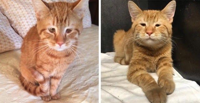 Kitten Born With Tiny Eyes Is As Happy as Can Be Despite the Sad Face