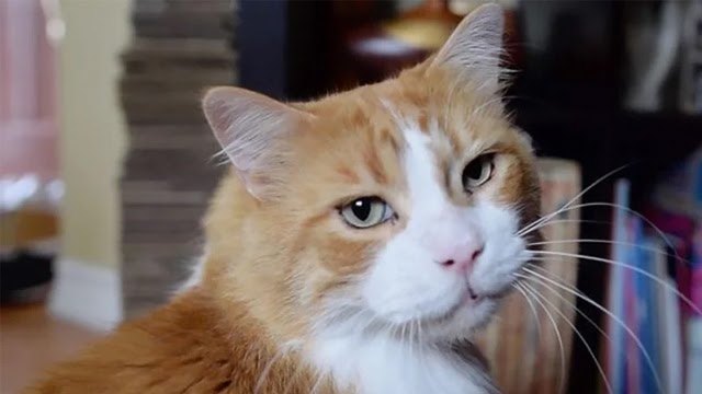 After Being Dumped At A Shelter Twice, Senior Cat With The Cutest Purr Gets A Forever Home