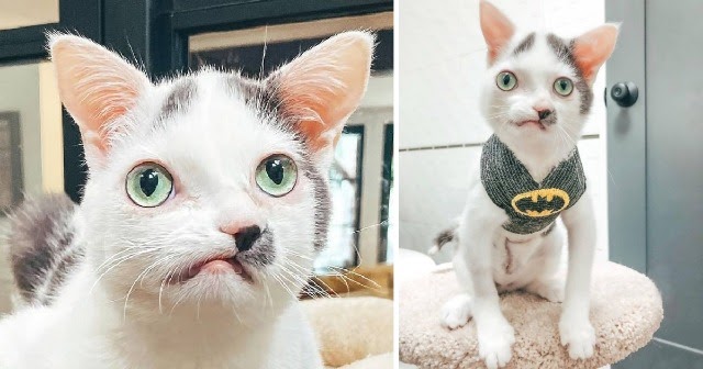 Super-Special Rescue Kitty Is Stealing Hearts With His Crooked Snout