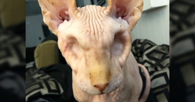 Sphynx Cat Jasper Can’t See You, But He Can Feel The Love