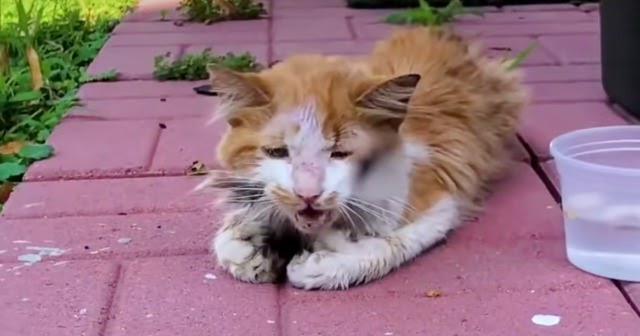 Cat Lets Out A ‘Disheartening’ Meow For The Guy He’s Been Waiting For