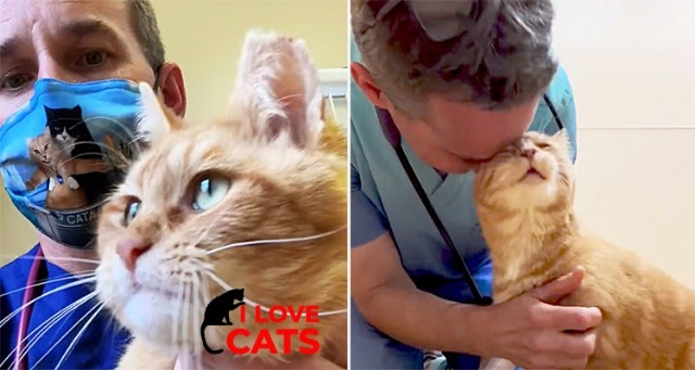 Cat Gets Brought In To Be Put Down — But Kind Vet Saves Him Instead